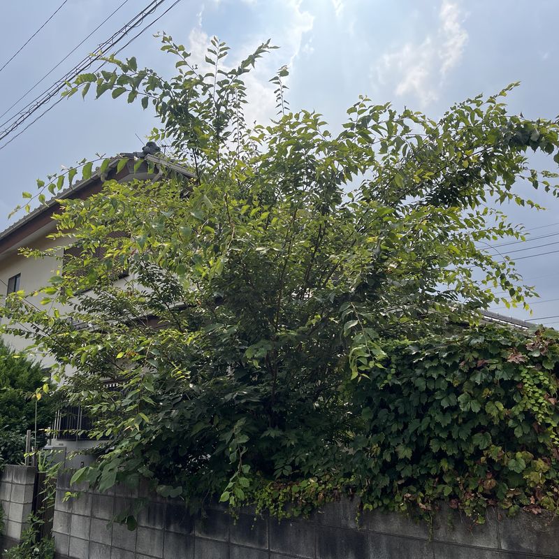 塀を越えて道路側まで大きく張り出した庭木(伐採前)