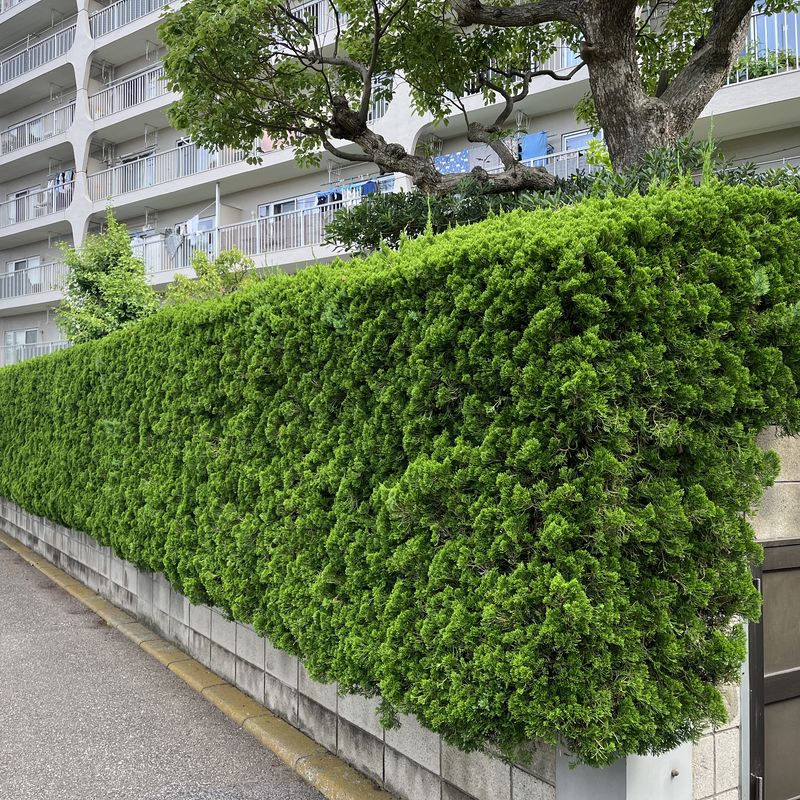 通路側にふくらんで伸びた生垣(刈り込み前)