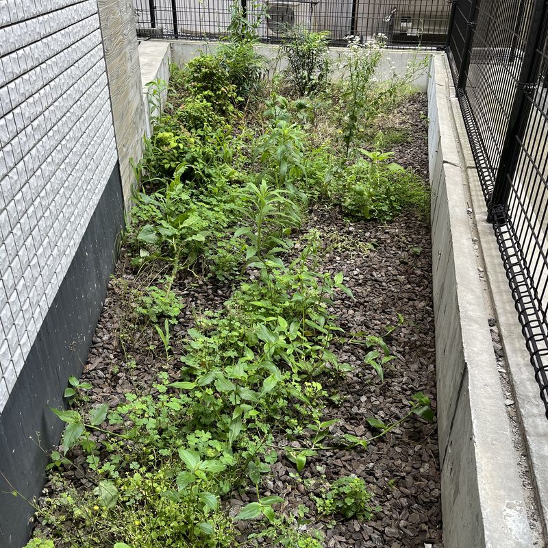 雑草が広がった植栽帯(除草前)