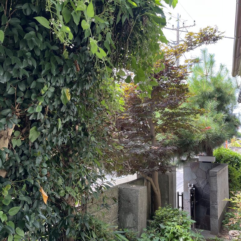 つるや枝が門をふさぐほど生い茂ったお庭(お手入れ前)